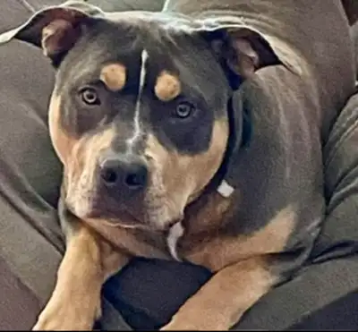 Female looking for forever home, price is firm, View more