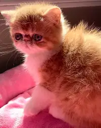 ❤️Registered Exotic show quality Persian Kittens
