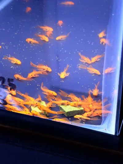 super red Ancistrus, View more