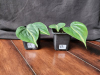 Philodendron | Houseplant | Various Philodendron