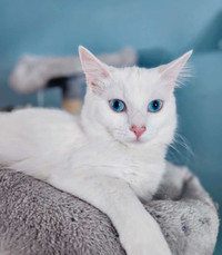 1 year old female white cat 