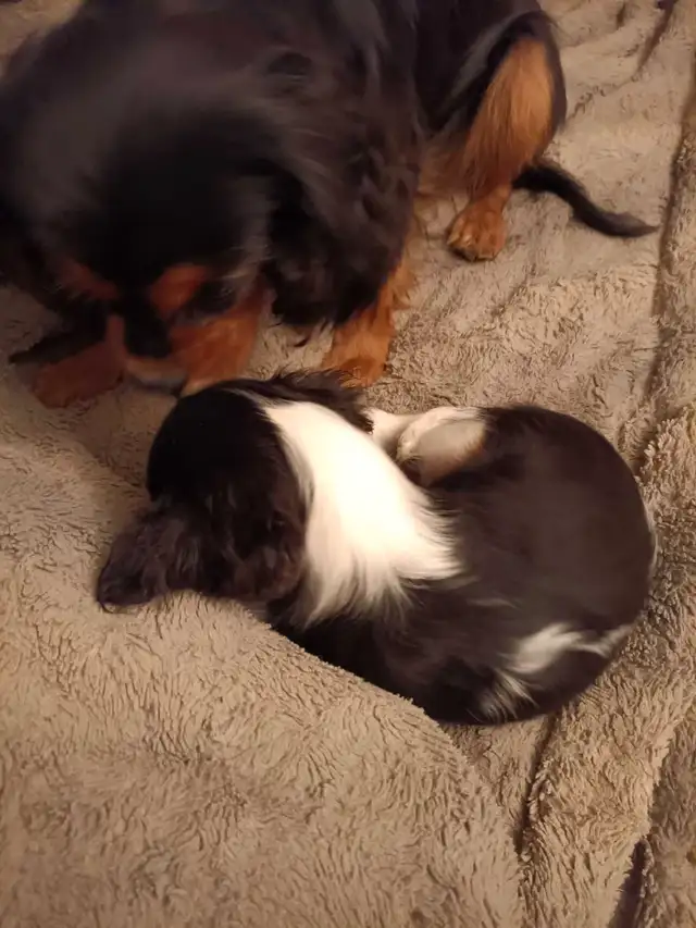 Cavalier King Charles spaniel puppies in Dogs & Puppies for Rehoming in Kitchener / Waterloo - Image 4