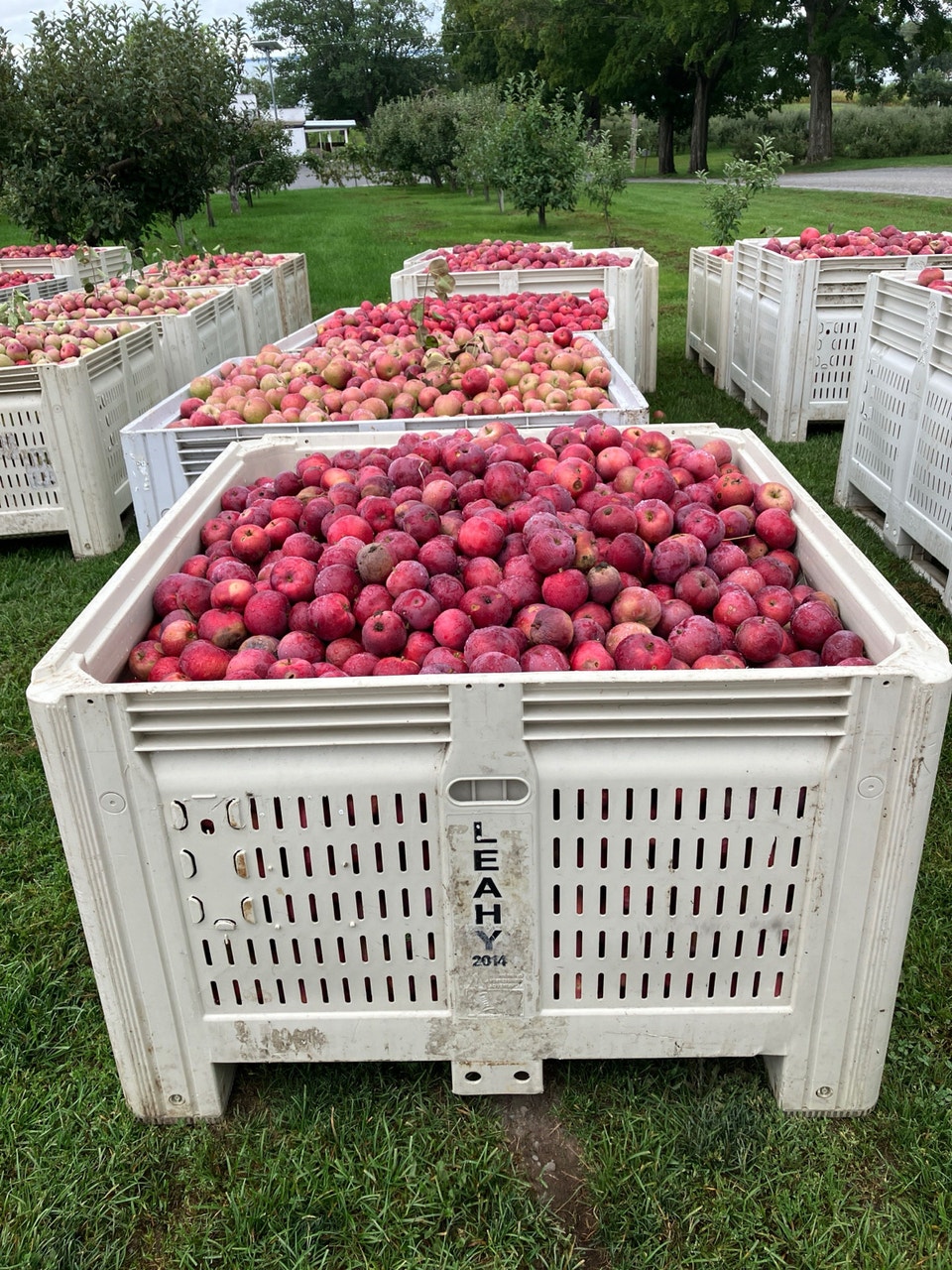 Deer Orchard Apples | Plants, Fertilizer & Soil | Belleville | Free ...
