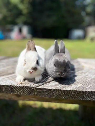 Netherland Dwarf bunnies, View more