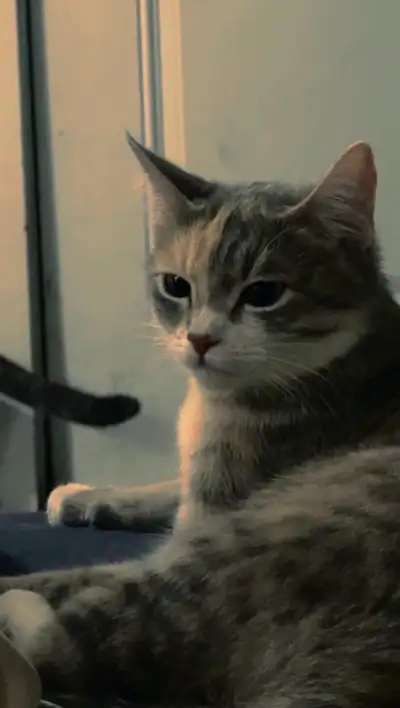 Cat for Rehoming, View more