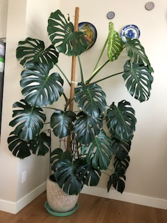 Palm-Monstera, View more