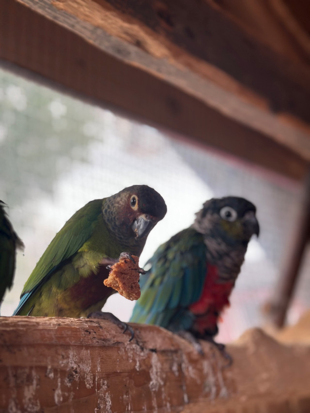 Conure rosy front for sale in Birds for Rehoming in City of Toronto - Image 3