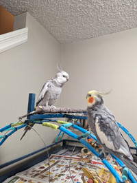 Cockatiels and cage