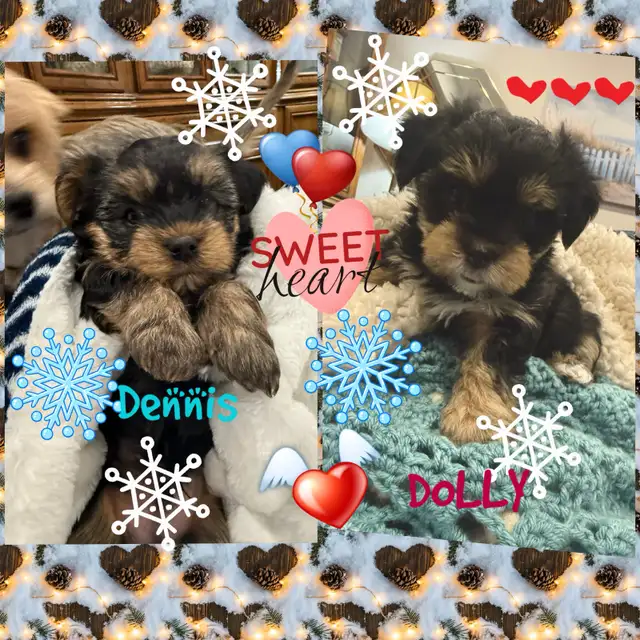 2 Yorkie/Biewer Pups Ready to Go in Dogs & Puppies for Rehoming in Markham / York Region - Image 2