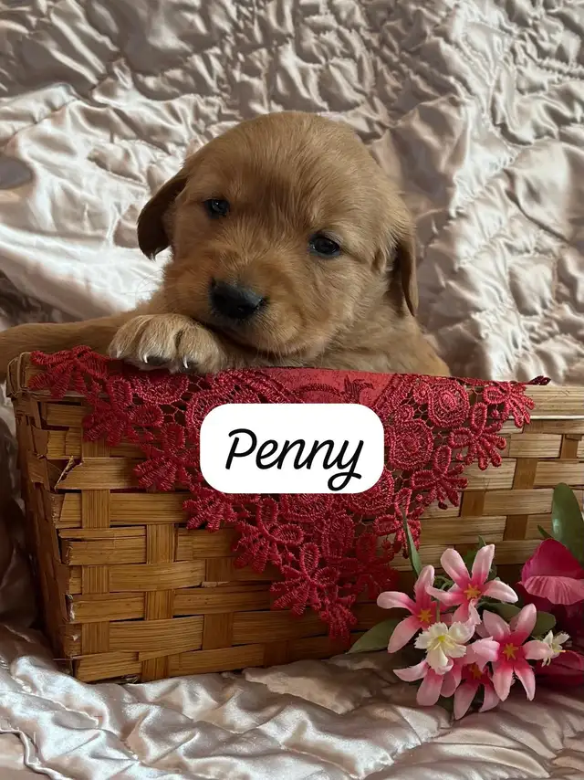Golden Retriever - Pure bred in Dogs & Puppies for Rehoming in Kitchener / Waterloo - Image 3