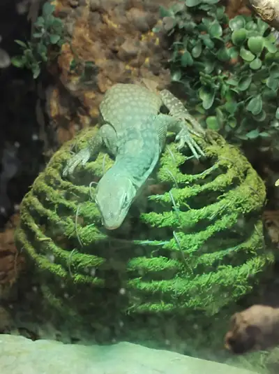 Varanus Tristis de 4 ans femelle, View more