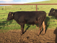 Fullblood Registered Wagyu Cattle
