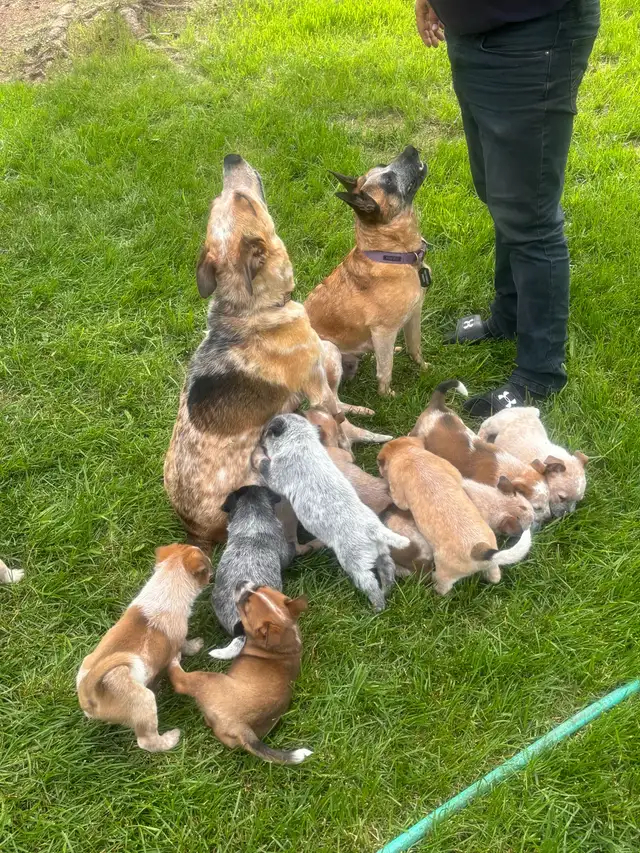 Heeler puppies in Dogs & Puppies for Rehoming in St. Albert - Image 11