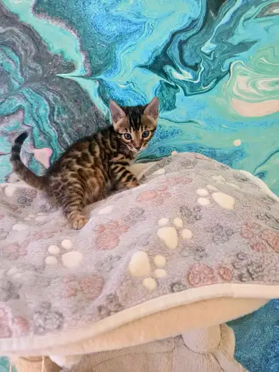 Stunning Bengal kittens, View more