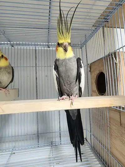 High-quality Male Cockatiel ready for breeding 2 years old, View more