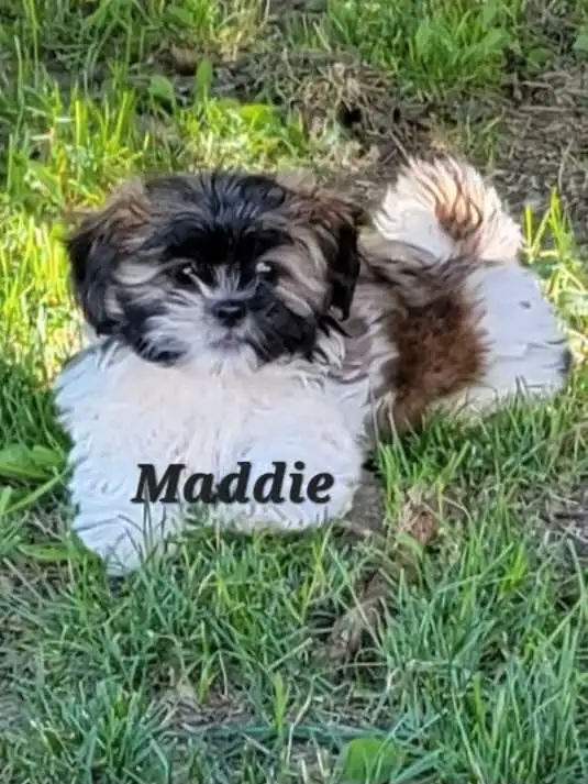 Top Quality Shih Tzu Puppies Available!--NEW PICTURES LAYLA PUPS in Dogs & Puppies for Rehoming in St. Catharines - Image 9