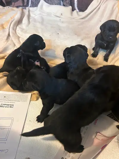 Black English Lab Puppies Born Jan3rd- $1800, View more