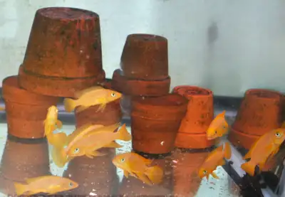 Neolamprologus Leleupi, View more