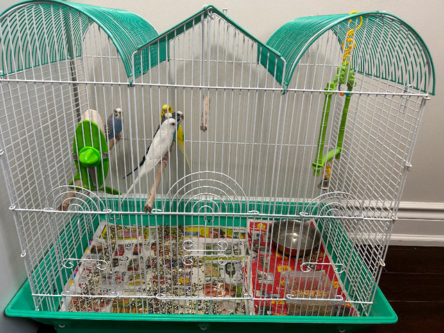 Budgies for sale dans Oiseaux à adopter  à Région de Mississauga/Peel