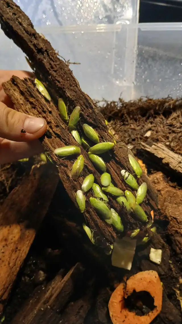 R oaches for sale (multiple species) feeders and pets in Reptiles & Amphibians for Rehoming in North Bay - Image 8