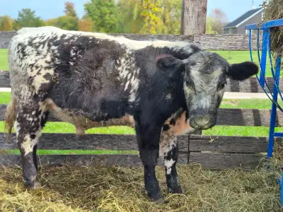 Speckled park bull calf born 2025, View more