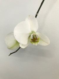 Orchid plant 