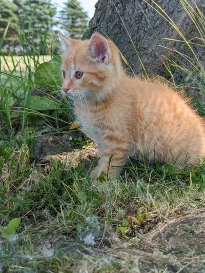 Super cute and friendly orange kitten ready for his forever home. Raised outdoors. Pick up in Cottam...