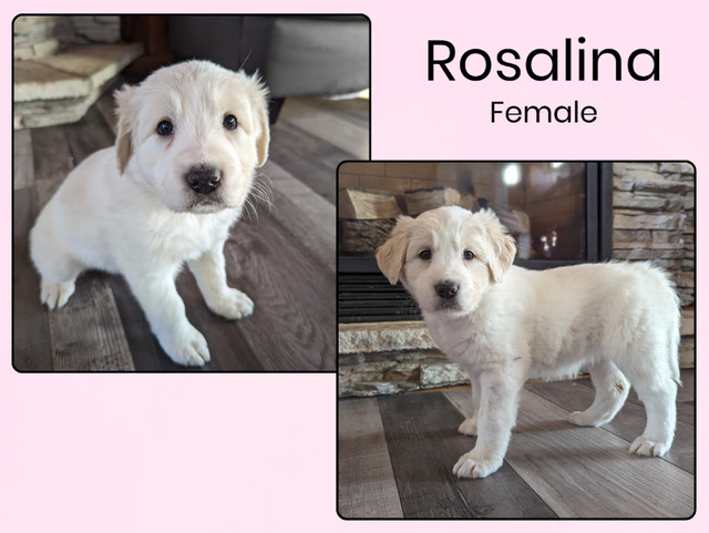 Adorable Great Pyrenees Cross Puppies Available! in Dogs & Puppies for Rehoming in Saskatoon - Image 3