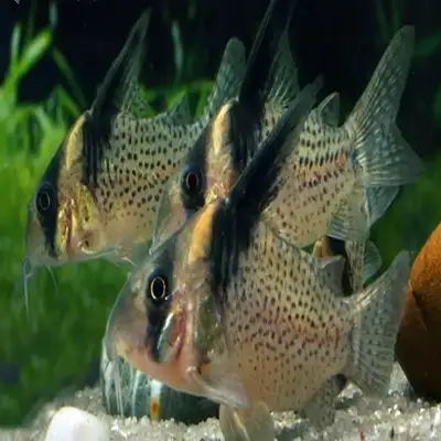 SELLING CW27 CORYDORAS/HI FIN SPOTTED CORYDORAS, View more