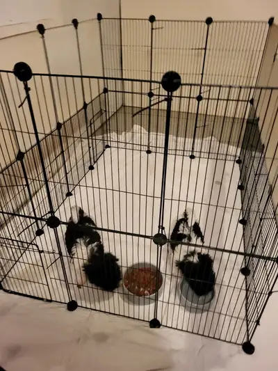 Jack Russell Puppies available European Lines L@@K Rare Beauties, View more