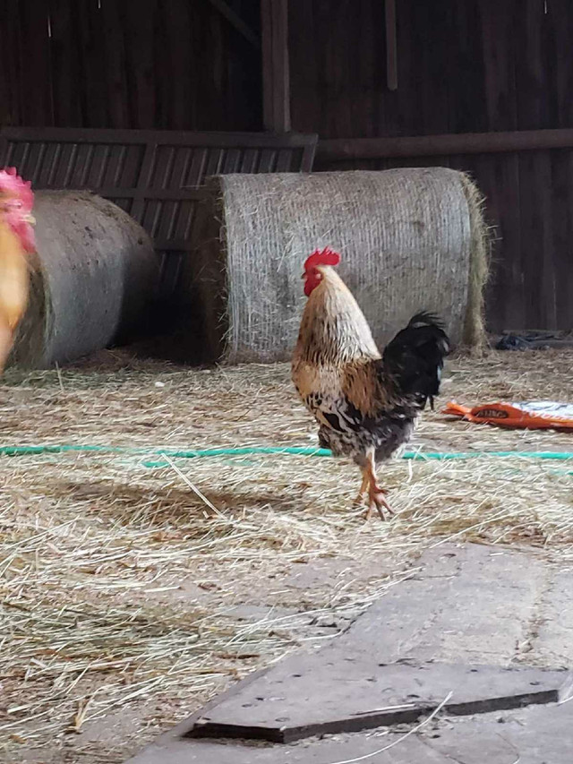 Roosters for sale in Livestock in Peterborough
