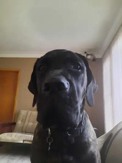 Dog for Adoption , View more