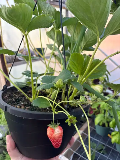 strawberry hanging baskets , View more