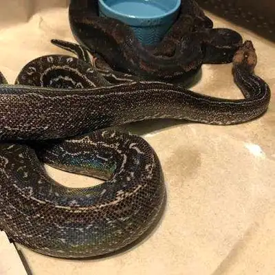 Boas available, View more