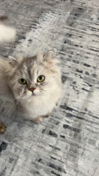 Beautiful Persian kitten $800