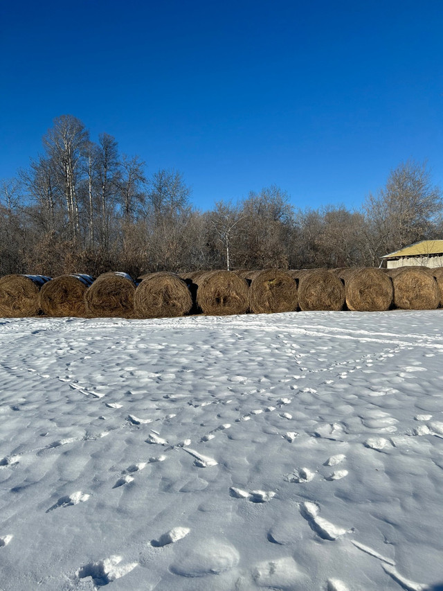 Alfalfa bales in Livestock in La Ronge - Image 2