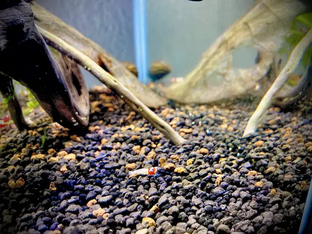 Caridina Pinto Shrimp ( Crystal Red Shrimp x Red Zebra Pinto) in Fish for Rehoming in Oakville / Halton Region - Image 11