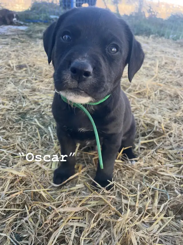 Affectionate Pitbull x Bernadoodle puppies in Dogs & Puppies for Rehoming in Edmonton - Image 9