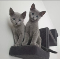 Russian blue kittens with vaccines