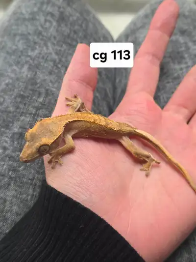 Crested gecko baby, View more
