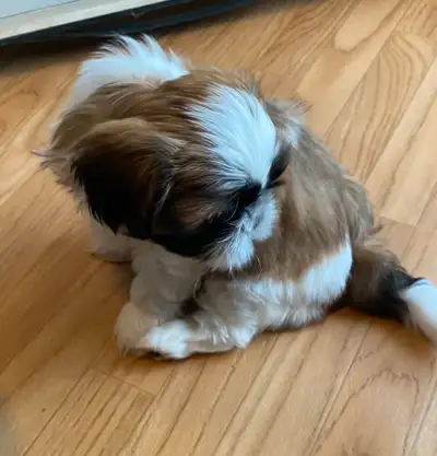 Adorable Shih Tzu Puppies VET CHECKED, View more
