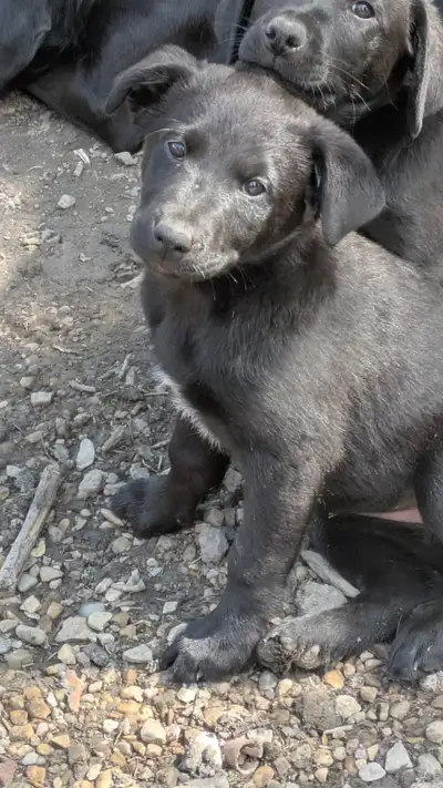 Labrador/Bluetick Hound puppies for adoption!, View more