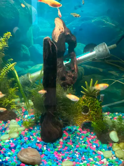 902-441-4139….. I will have baby baby Platy’s and GuppyFish for sale. $1.00. Each, they won’t be rea...