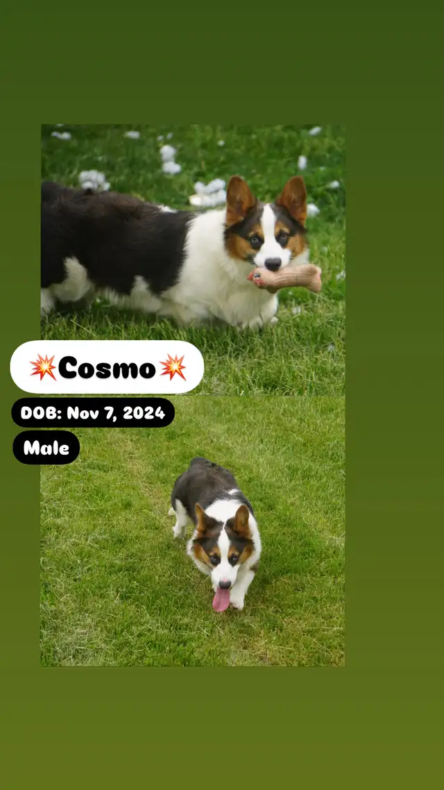 Adorable Corgi Puppies Looking For A Home in Dogs & Puppies for Rehoming in Cambridge - Image 7