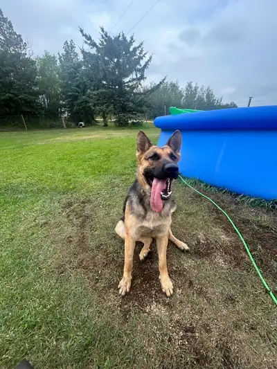 2 year old German king shepherd mix, View more