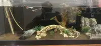 Free aquarium tank and fish