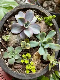 9 succulent arrangement in ceramic