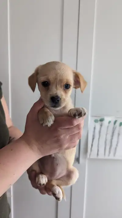 Bonjour! Nous avons 2femelles et 2males chihuahua croisé Yorkshire. Prêt à partir dans leur nouvelle...