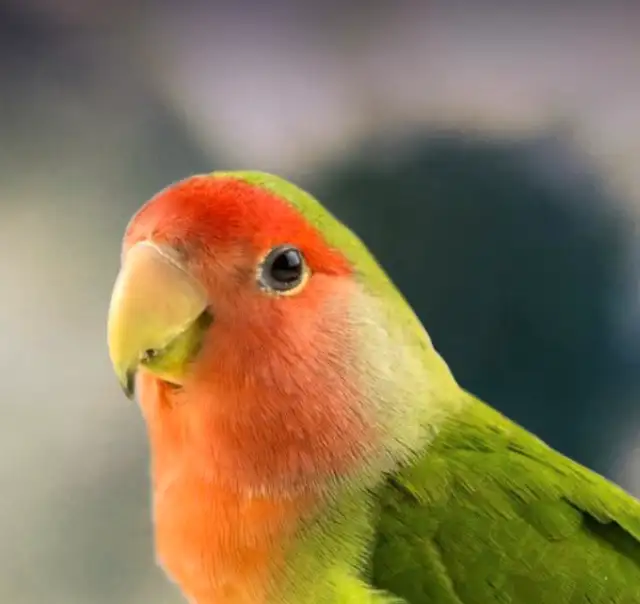 looking for male lovebird in Birds for Rehoming in Nelson - Image 2