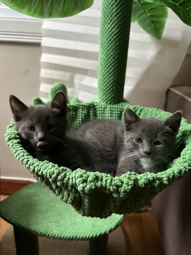 Kitten’s for sale in Cats & Kittens for Rehoming in Laval / North Shore - Image 9